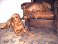 /album/galeria-de-fotos/sinfonia-em-castanho-jpg/